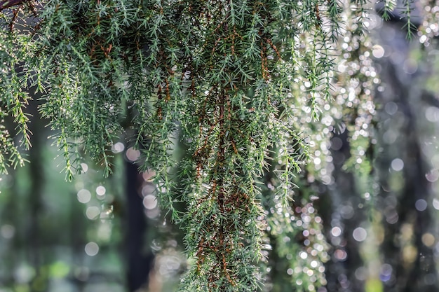 Zbliżenie niebieskie liście wiecznie zielonego drzewa iglastego juniperus communis horstmann po ekstremalnym deszczu