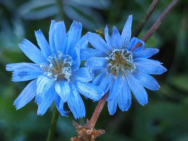 Zdjęcie zbliżenie niebieskiego kwiatu kwitnącego na świeżym powietrzu