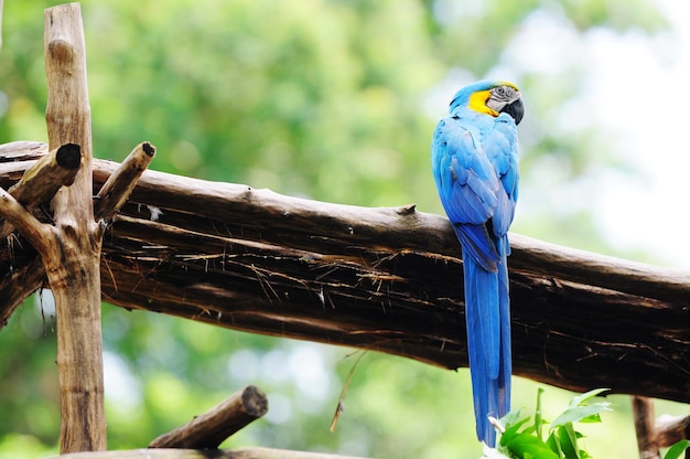 Zdjęcie zbliżenie niebieskiego ptaka siedzącego na drzewie