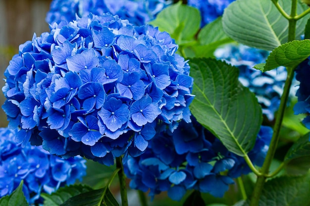 Zdjęcie zbliżenie niebieskiej hortensji kwitnącej na świeżym powietrzu