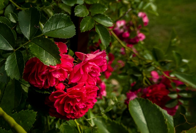 Zdjęcie zbliżenie nieformalnego ogrodu z powtarzającymi się kwiatami na ciemnym tle romantyczne luksusowe tło
