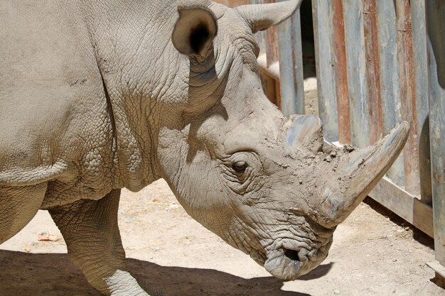 Zdjęcie zbliżenie nosorożca w zoo