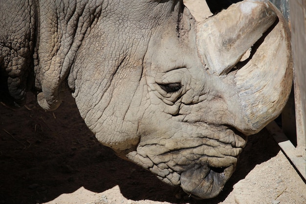 Zdjęcie zbliżenie nosorożca