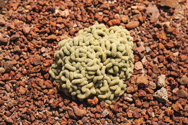 Zbliżenie obrazu Brain Cactus lub Mammillaria Elongata Cristata w ogrodzie botanicznym