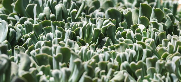 Zbliżenie obrazu Echeveria runyonii lub topsy krzywego w ogrodzie botanicznym