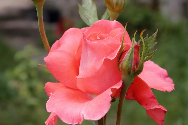 Zbliżenie obrazu kwiatu róży i pąków