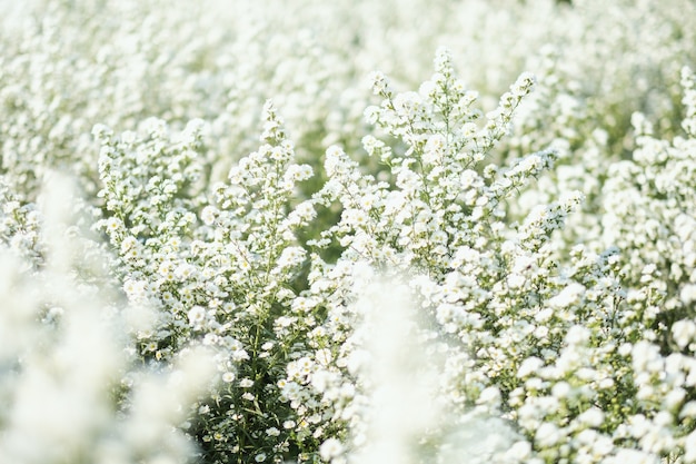 Zbliżenie obrazu pięknego pola kwiatowego Cutter