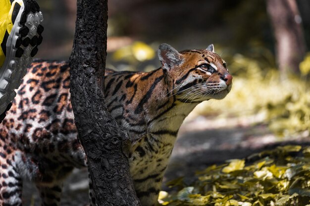 Zdjęcie zbliżenie ocelota patrzącego w inną stronę