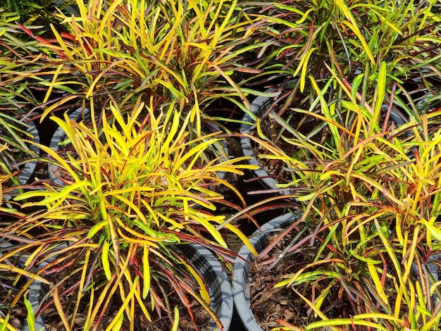 Zbliżenie Ogień kroton Codiaeum variegatum na rynku roślin ozdobnych