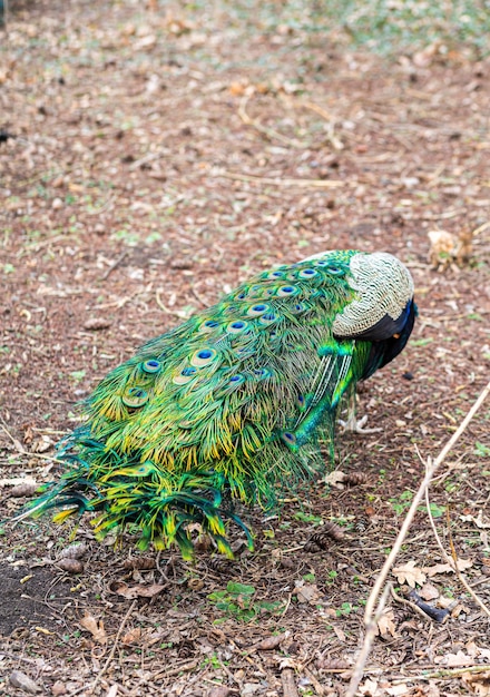 Zbliżenie ogona samca pawia w arboretum