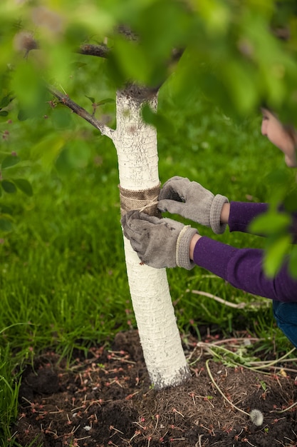 Zbliżenie ogrodnika opiekującego się drzewem i leczącego je specjalną opaską