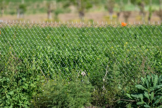 Zdjęcie zbliżenie ogrodzenia z drutu wśród zieleni.