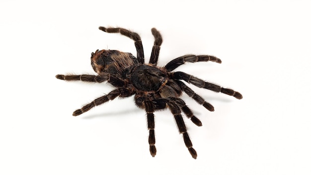 Zbliżenie olbrzymiego pająka tarantuli na białym tle