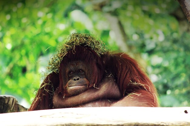 Zdjęcie zbliżenie orangutana na drzewach