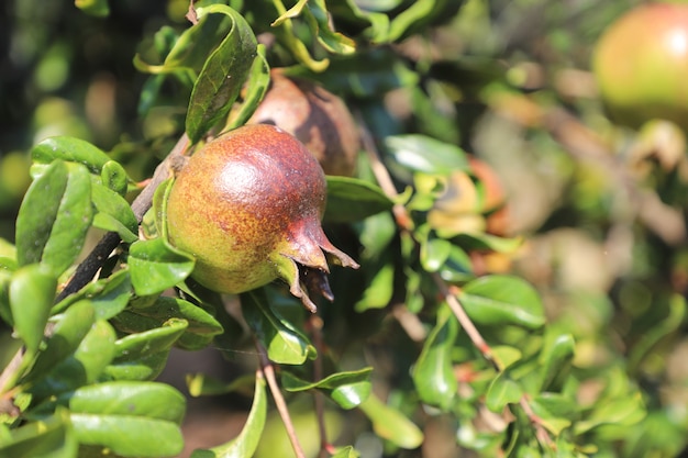 zbliżenie organiczne zielone owoce granatu w ogrodzie