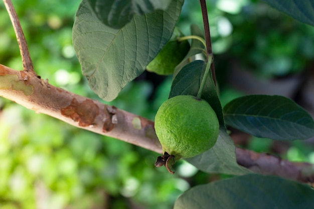 Zbliżenie organicznych owoców guawy na drzewie