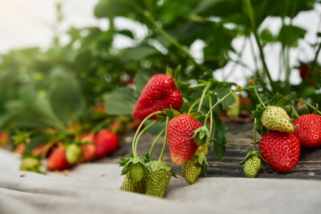 Zbliżenie organicznych truskawek rosnących w szklarni