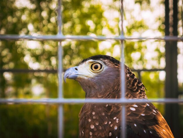 Zdjęcie zbliżenie orła w zoo