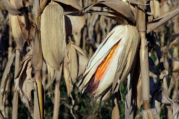 Zbliżenie otwarty kukurydzany cob, na plantaci