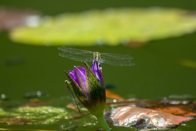 Zdjęcie zbliżenie owada na fioletowym kwiatku