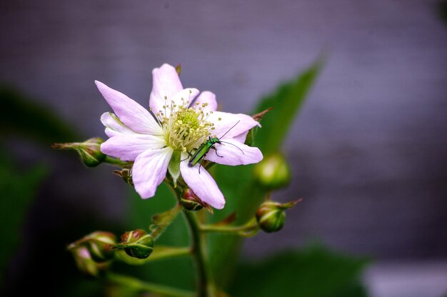 Zbliżenie owada na fioletowym kwiatku
