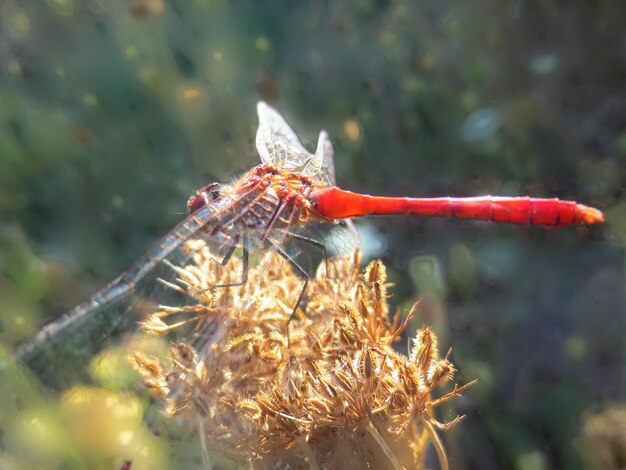 Zdjęcie zbliżenie owada na kwiecie