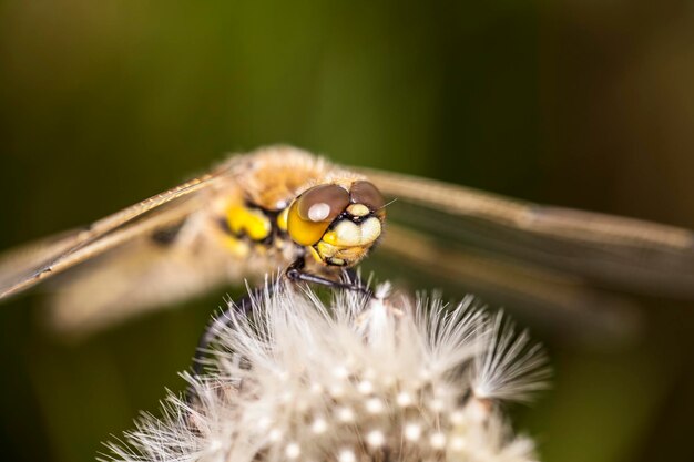 Zdjęcie zbliżenie owada na kwiecie