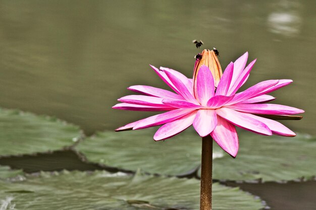 Zdjęcie zbliżenie owada na kwitnącej lilii wodnej w jeziorze