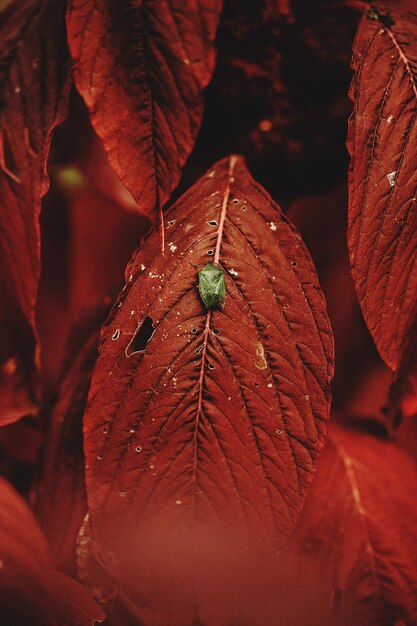 Zdjęcie zbliżenie owada na liście jesienią