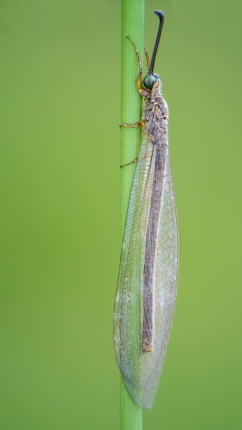 Zdjęcie zbliżenie owada na liście
