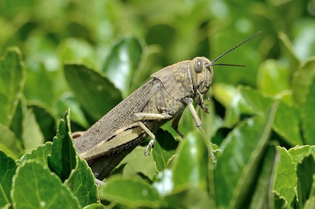 Zdjęcie zbliżenie owada na liście