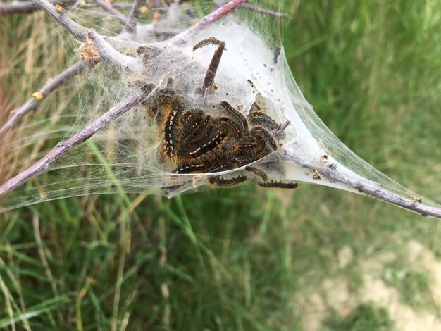 Zdjęcie zbliżenie owada na liście