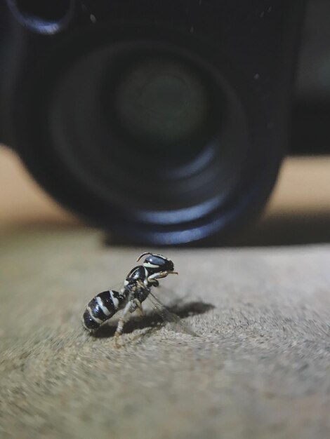 Zdjęcie zbliżenie owada na metalu