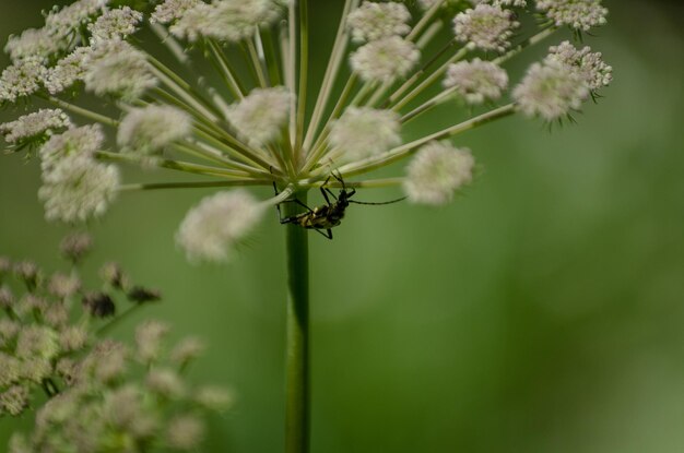 Zdjęcie zbliżenie owada na roślinie