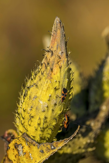 Zdjęcie zbliżenie owada na roślinie