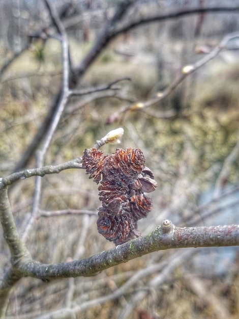 Zdjęcie zbliżenie owada na roślinie