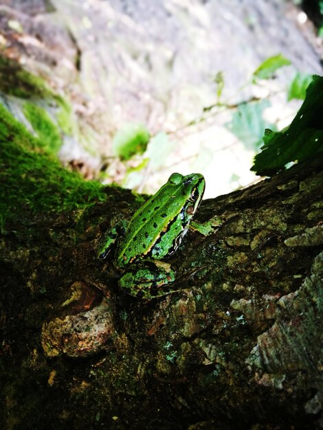 Zdjęcie zbliżenie owada na skale