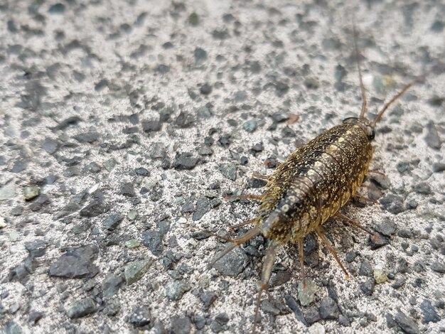 Zdjęcie zbliżenie owada na skale