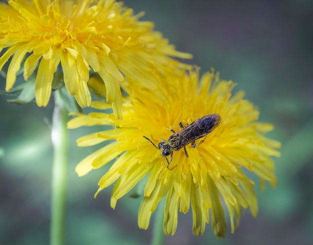 Zbliżenie owada na żółtym kwiatku