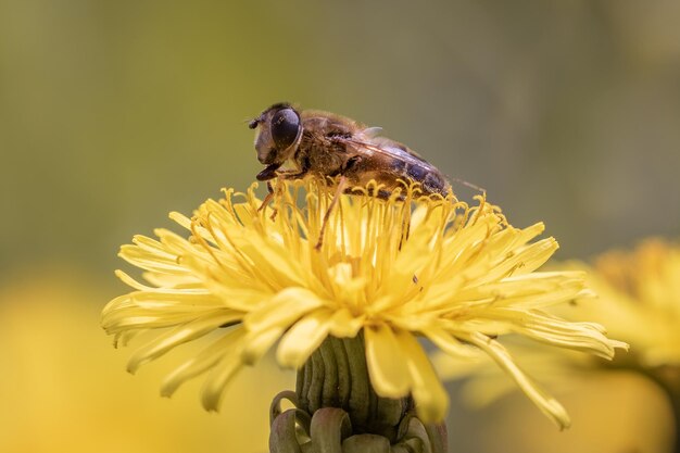 Zdjęcie zbliżenie owada na żółtym kwiatku
