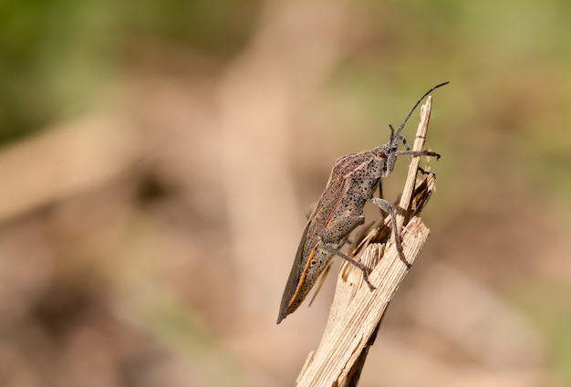 Zdjęcie zbliżenie owada