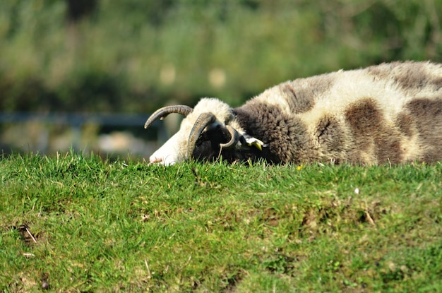 Zdjęcie zbliżenie owiec leżących na trawiastym polu