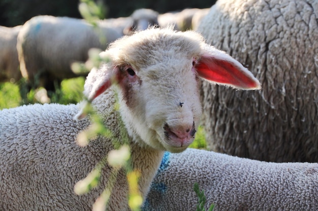 Zdjęcie zbliżenie owiec patrzących do kamery