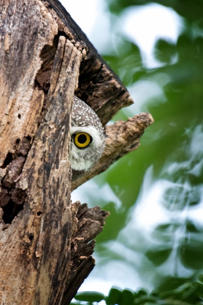 Zbliżenie Owlet plamisty