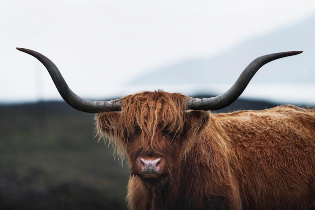 Zbliżenie owłosionego bydła szkockiego Highland