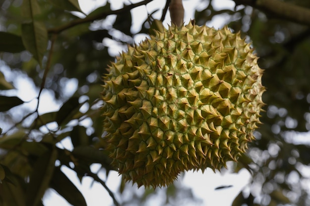 Zbliżenie owoców durian na drzewie z zielonymi liśćmi w tle Tajlandia Koh Samui