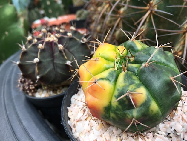 Zdjęcie zbliżenie owoców na kaktusie