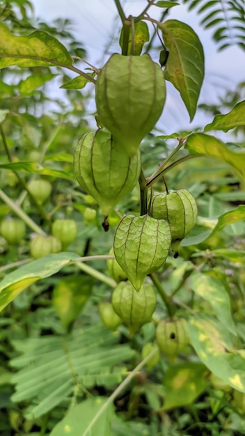 Zbliżenie owoców Physalis peruviana na drzewie