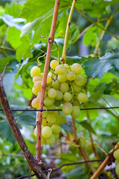 Zdjęcie zbliżenie owoców rosnących na drzewie