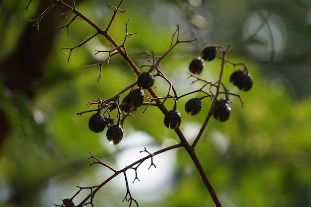 Zdjęcie zbliżenie owoców rosnących na drzewie